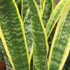 Striped Snake Plant 6in - Image 2